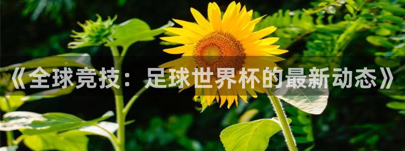 女足世界杯直播在线观看免费高清：《全球竞技：足球世界杯的最新动态》