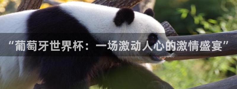 世界杯亚洲区预选赛赛程：“葡萄牙世界杯：一场激动人心的激情盛宴”
